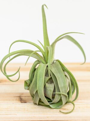 tillandsia streptophylla pure air plants collector's variety [single plant]