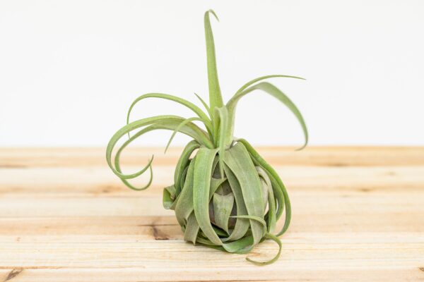 tillandsia streptophylla pure air plants collector's variety [single plant]