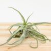 tillandsia streptophylla pure air plants collector's variety [single plant]