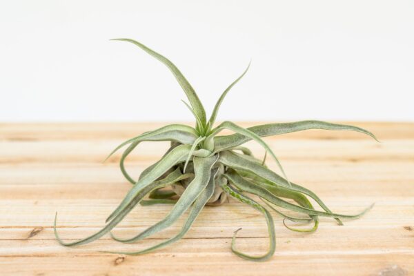 tillandsia streptophylla pure air plants collector's variety [single plant]