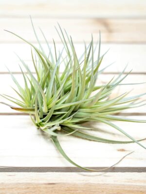 tillandsia tenuifolia air plant clumps [5 pack]