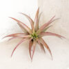 tillandsia abdita air plants [1, 3 or 5 pack]