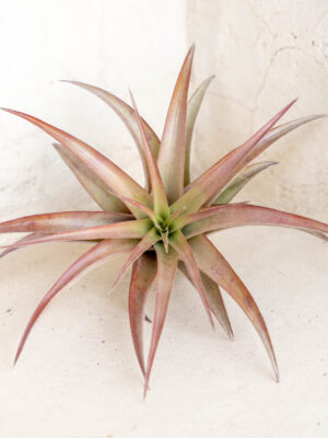 tillandsia abdita air plants [1, 3 or 5 pack]