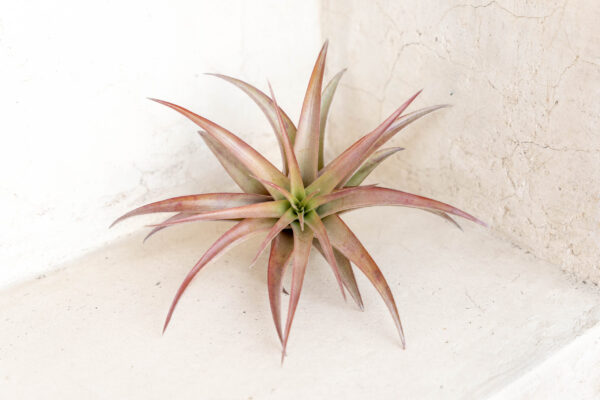 tillandsia abdita air plants [1, 3 or 5 pack]