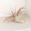tillandsia abdita air plants [1, 3 or 5 pack]