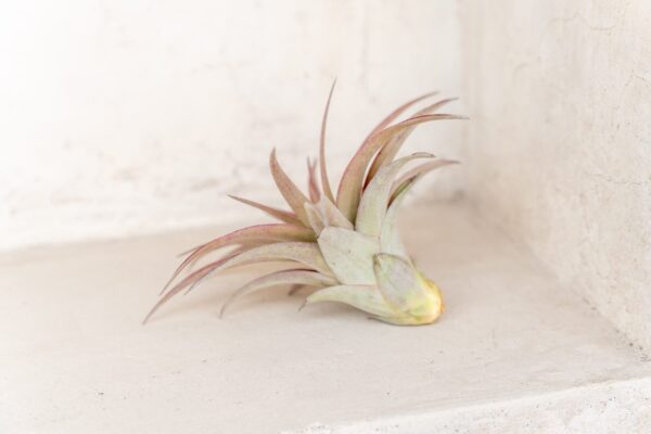 tillandsia abdita air plants [1, 3 or 5 pack]