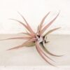sale: 45% off premium air plant grab bag of medium & large tillandsia air plants [10, 30 or 100 pack]