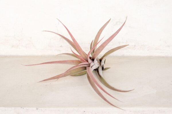 sale: 45% off premium air plant grab bag of medium & large tillandsia air plants [10, 30 or 100 pack]