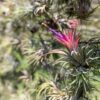 sale: 55% off tillandsia ionantha rubra air plants [20, 30 or 50 pack]