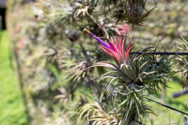 sale: 55% off tillandsia ionantha rubra air plants [20, 30 or 50 pack]