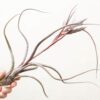 sale: 35% off tillandsia baileyi air plants [5, 10, or 15 pack]