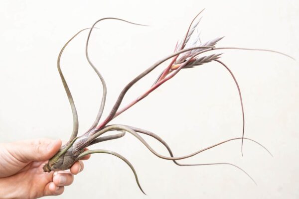 sale: 35% off tillandsia baileyi air plants [5, 10, or 15 pack]