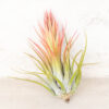 tillandsia scaposa 'kolbii' air plants [5 pack]