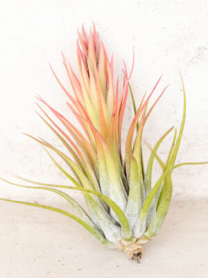 tillandsia scaposa 'kolbii' air plants [5 pack]