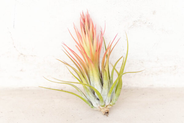 tillandsia scaposa 'kolbii' air plants [5 pack]