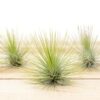 tillandsia andreana air plant [single plant]