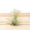 tillandsia andreana air plant [single plant]