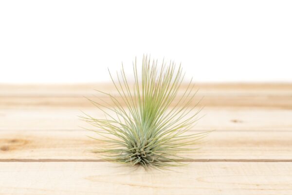 tillandsia andreana air plant [single plant]