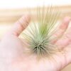 tillandsia andreana air plant [single plant]