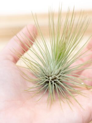 tillandsia andreana air plant [single plant]