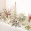 sale: 45% off premium air plant grab bag of medium & large tillandsia air plants [10, 30 or 100 pack]