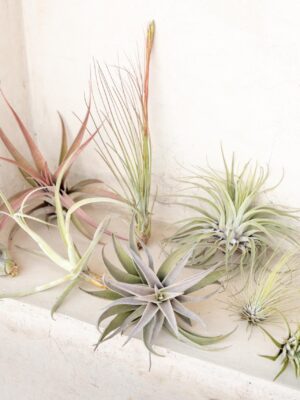 sale: 45% off premium air plant grab bag of medium & large tillandsia air plants [10, 30 or 100 pack]