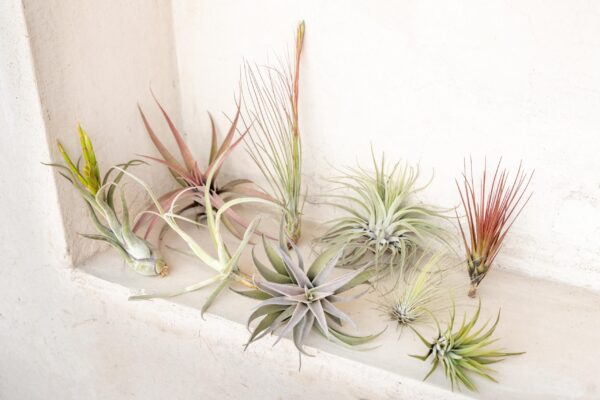 sale: 45% off premium air plant grab bag of medium & large tillandsia air plants [10, 30 or 100 pack]