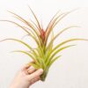 tillandsia sparkler air plants collector's variety tillandsia [1, 3 or 5 pack]