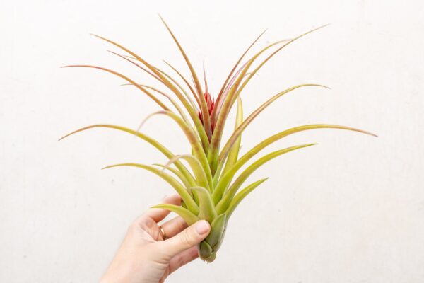 tillandsia sparkler air plants collector's variety tillandsia [1, 3 or 5 pack]