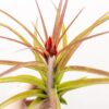 tillandsia sparkler air plants collector's variety tillandsia [1, 3 or 5 pack]
