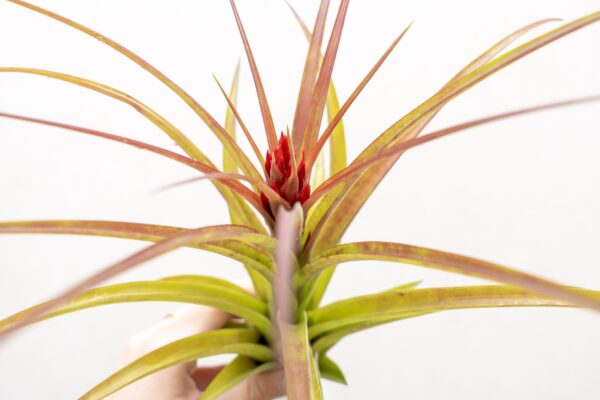 tillandsia sparkler air plants collector's variety tillandsia [1, 3 or 5 pack]