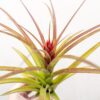 tillandsia sparkler air plants collector's variety tillandsia [1, 3 or 5 pack]