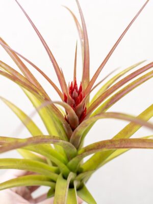 tillandsia sparkler air plants collector's variety tillandsia [1, 3 or 5 pack]