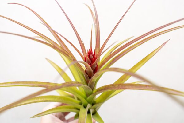tillandsia sparkler air plants collector's variety tillandsia [1, 3 or 5 pack]