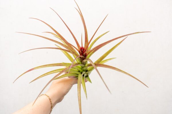 tillandsia sparkler air plants collector's variety tillandsia [1, 3 or 5 pack]