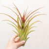 tillandsia sparkler air plants collector's variety tillandsia [1, 3 or 5 pack]