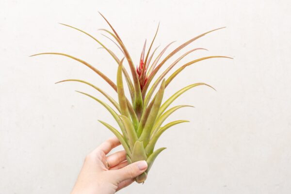tillandsia sparkler air plants collector's variety tillandsia [1, 3 or 5 pack]