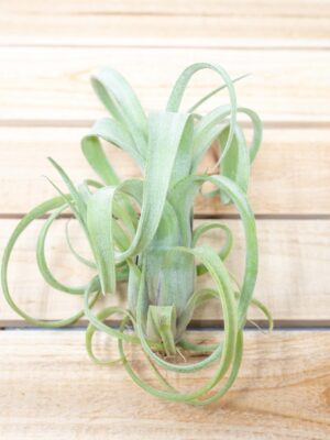 tillandsia curly slim air plants [1, 3 or 5 pack]