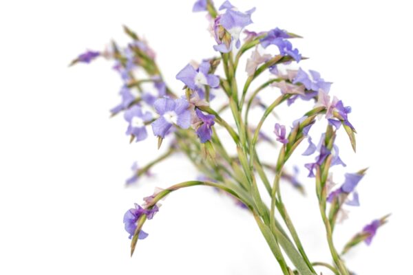 unique tillandsia duratii air plants thick, curly leaves limited quantities [multiple sizes]