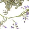 unique tillandsia duratii air plants thick, curly leaves limited quantities [multiple sizes]