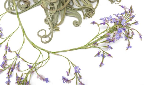 unique tillandsia duratii air plants thick, curly leaves limited quantities [multiple sizes]