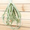 unique tillandsia duratii air plants thick, curly leaves limited quantities [multiple sizes]