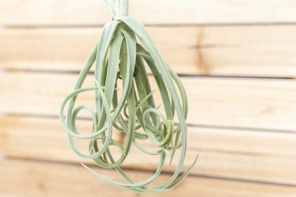 unique tillandsia duratii air plants thick, curly leaves limited quantities [multiple sizes]