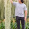 xl colombia thick spanish moss / tillandsia usneoides giant hanging clump