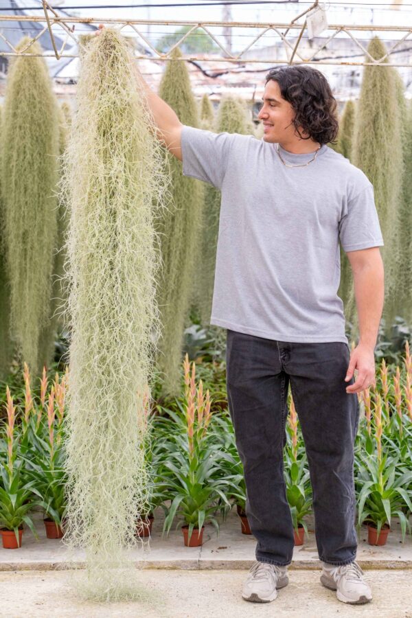 xl colombia thick spanish moss / tillandsia usneoides giant hanging clump