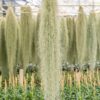 xl colombia thick spanish moss / tillandsia usneoides giant hanging clump