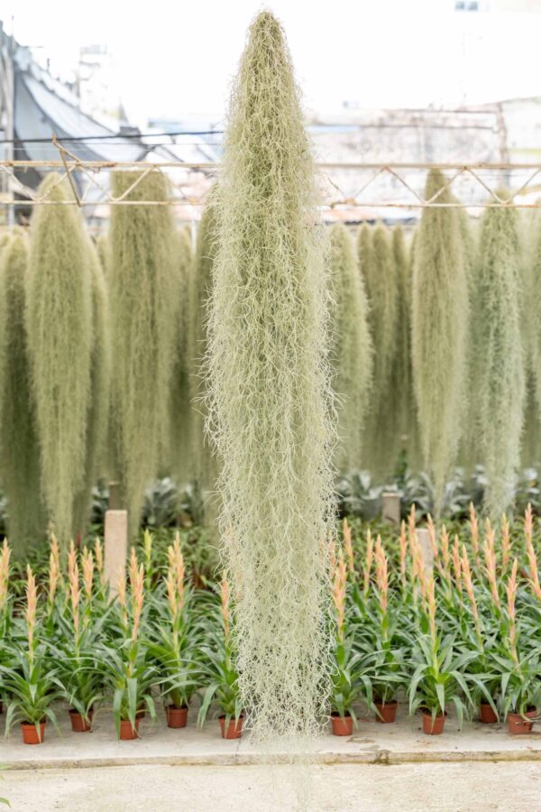 xl colombia thick spanish moss / tillandsia usneoides giant hanging clump