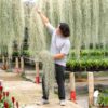 xl colombia thick spanish moss / tillandsia usneoides giant hanging clump