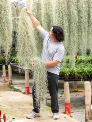 xl colombia thick spanish moss / tillandsia usneoides giant hanging clump