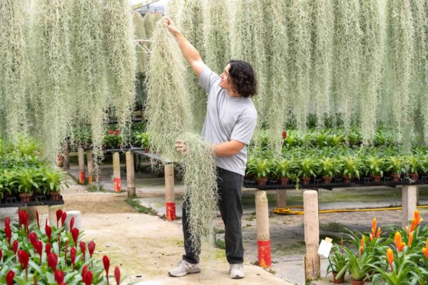 xl colombia thick spanish moss / tillandsia usneoides giant hanging clump